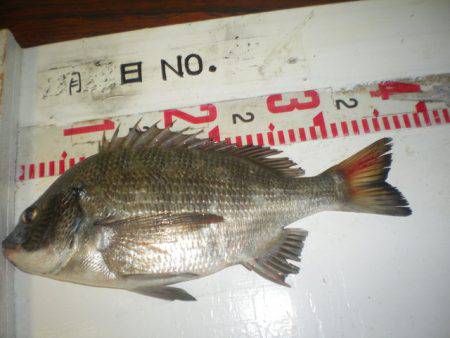 姫路市立遊魚センター 釣果