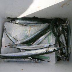 大阪南港海つり公園 釣果