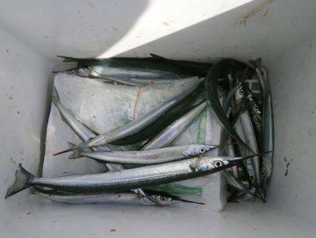 大阪南港海つり公園 釣果