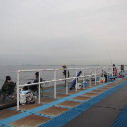 オリジナルメーカー海づり公園(市原市海づり施設) 釣果