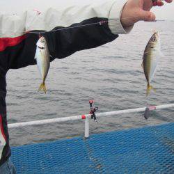 オリジナルメーカー海づり公園(市原市海づり施設) 釣果