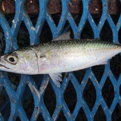 オリジナルメーカー海づり公園(市原市海づり施設) 釣果