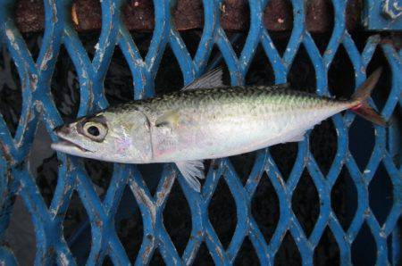 オリジナルメーカー海づり公園(市原市海づり施設) 釣果