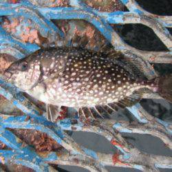 オリジナルメーカー海づり公園(市原市海づり施設) 釣果