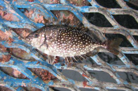 オリジナルメーカー海づり公園(市原市海づり施設) 釣果