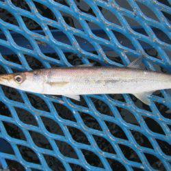 オリジナルメーカー海づり公園(市原市海づり施設) 釣果