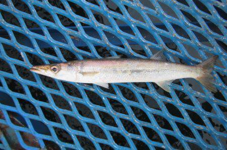 オリジナルメーカー海づり公園(市原市海づり施設) 釣果