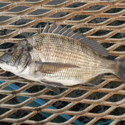 オリジナルメーカー海づり公園(市原市海づり施設) 釣果