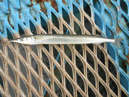 オリジナルメーカー海づり公園(市原市海づり施設) 釣果