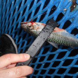 オリジナルメーカー海づり公園(市原市海づり施設) 釣果