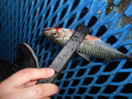 オリジナルメーカー海づり公園(市原市海づり施設) 釣果