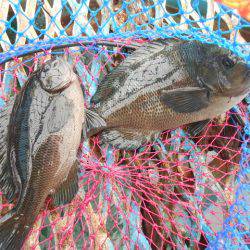 オリジナルメーカー海づり公園(市原市海づり施設) 釣果