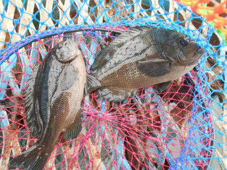 オリジナルメーカー海づり公園(市原市海づり施設) 釣果