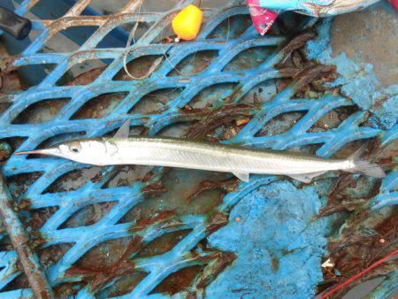 オリジナルメーカー海づり公園(市原市海づり施設) 釣果