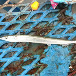 オリジナルメーカー海づり公園(市原市海づり施設) 釣果