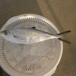 大阪南港海つり公園 釣果