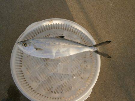 大阪南港海つり公園 釣果