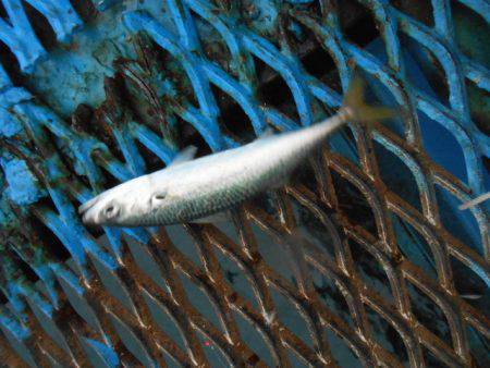 オリジナルメーカー海づり公園(市原市海づり…