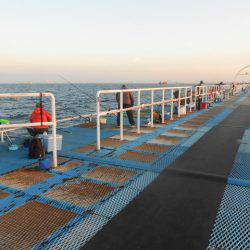 オリジナルメーカー海づり公園(市原市海づり施設) 釣果