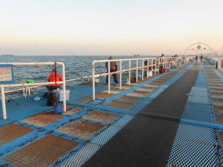 オリジナルメーカー海づり公園(市原市海づり施設) 釣果