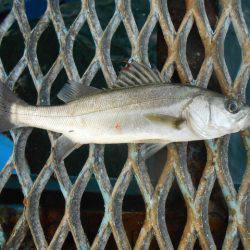 オリジナルメーカー海づり公園(市原市海づり施設) 釣果