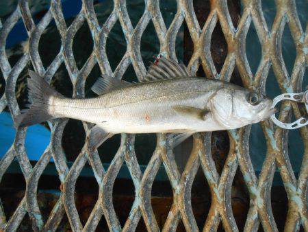 オリジナルメーカー海づり公園(市原市海づり施設) 釣果