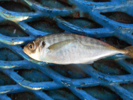 オリジナルメーカー海づり公園(市原市海づり…