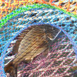 オリジナルメーカー海づり公園(市原市海づり施設) 釣果