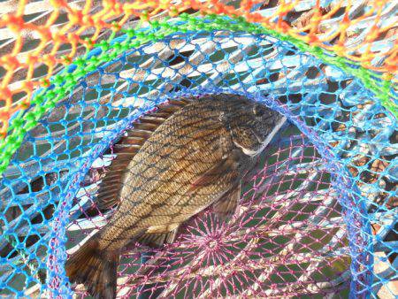 オリジナルメーカー海づり公園(市原市海づり施設) 釣果