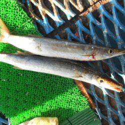 オリジナルメーカー海づり公園(市原市海づり施設) 釣果