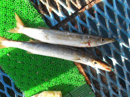 オリジナルメーカー海づり公園(市原市海づり施設) 釣果