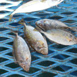 オリジナルメーカー海づり公園(市原市海づり施設) 釣果