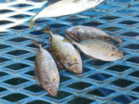オリジナルメーカー海づり公園(市原市海づり施設) 釣果