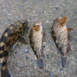 大阪南港海つり公園 釣果