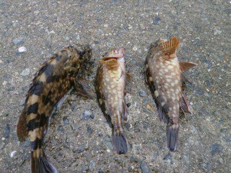 大阪南港海つり公園 釣果