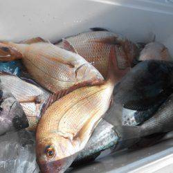 こうゆう丸 釣果