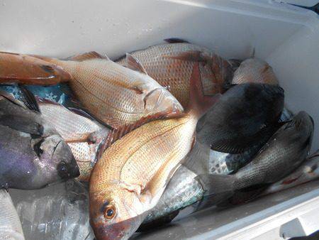 こうゆう丸 釣果