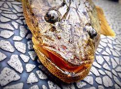 YELLOW-TAIL イエローテール 釣果