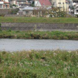 狩野川（狩野川漁業協同組合） 釣果