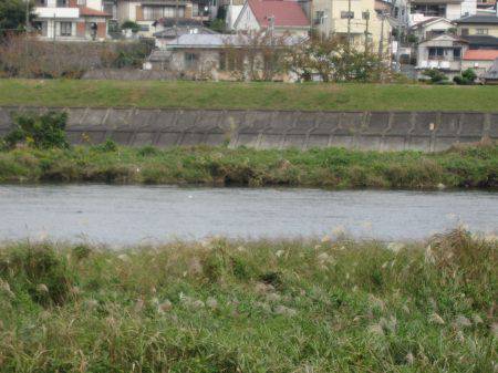 狩野川（狩野川漁業協同組合） 釣果
