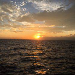 深川 吉野屋 釣果