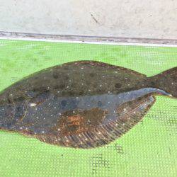 深川 吉野屋 釣果