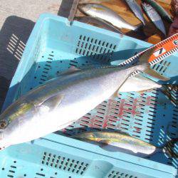 釣り船角田 釣果