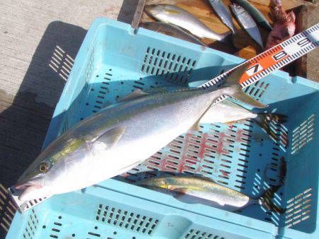 釣り船角田 釣果