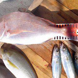 釣り船角田 釣果