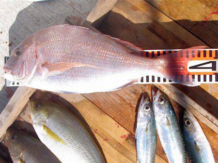 釣り船角田 釣果