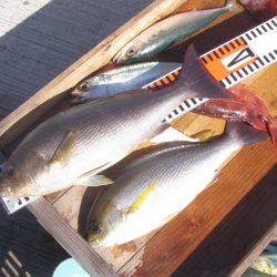 釣り船角田 釣果