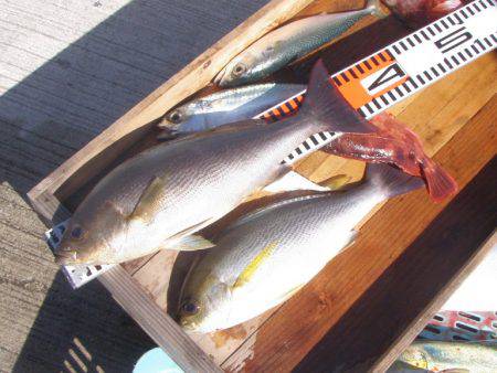 釣り船角田 釣果