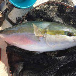 釣り船角田 釣果