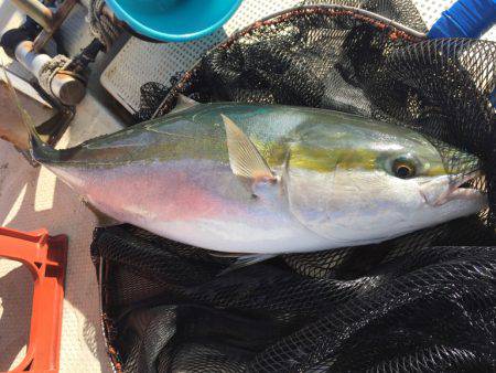 釣り船角田 釣果